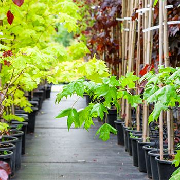 Tree nursery